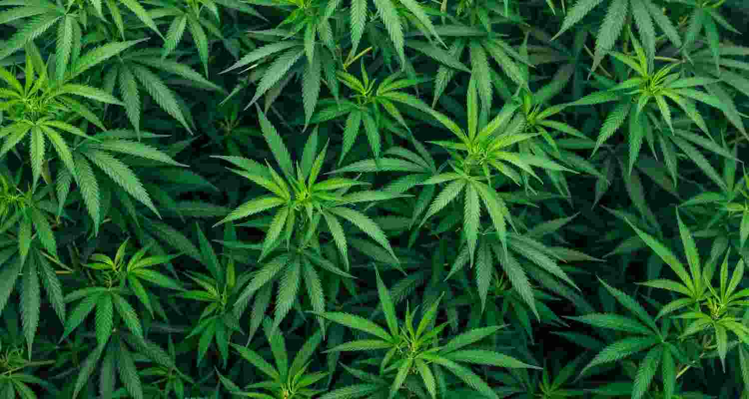 Marijuana Plant. Representational Image. Marijuana Plant. Representational Image.