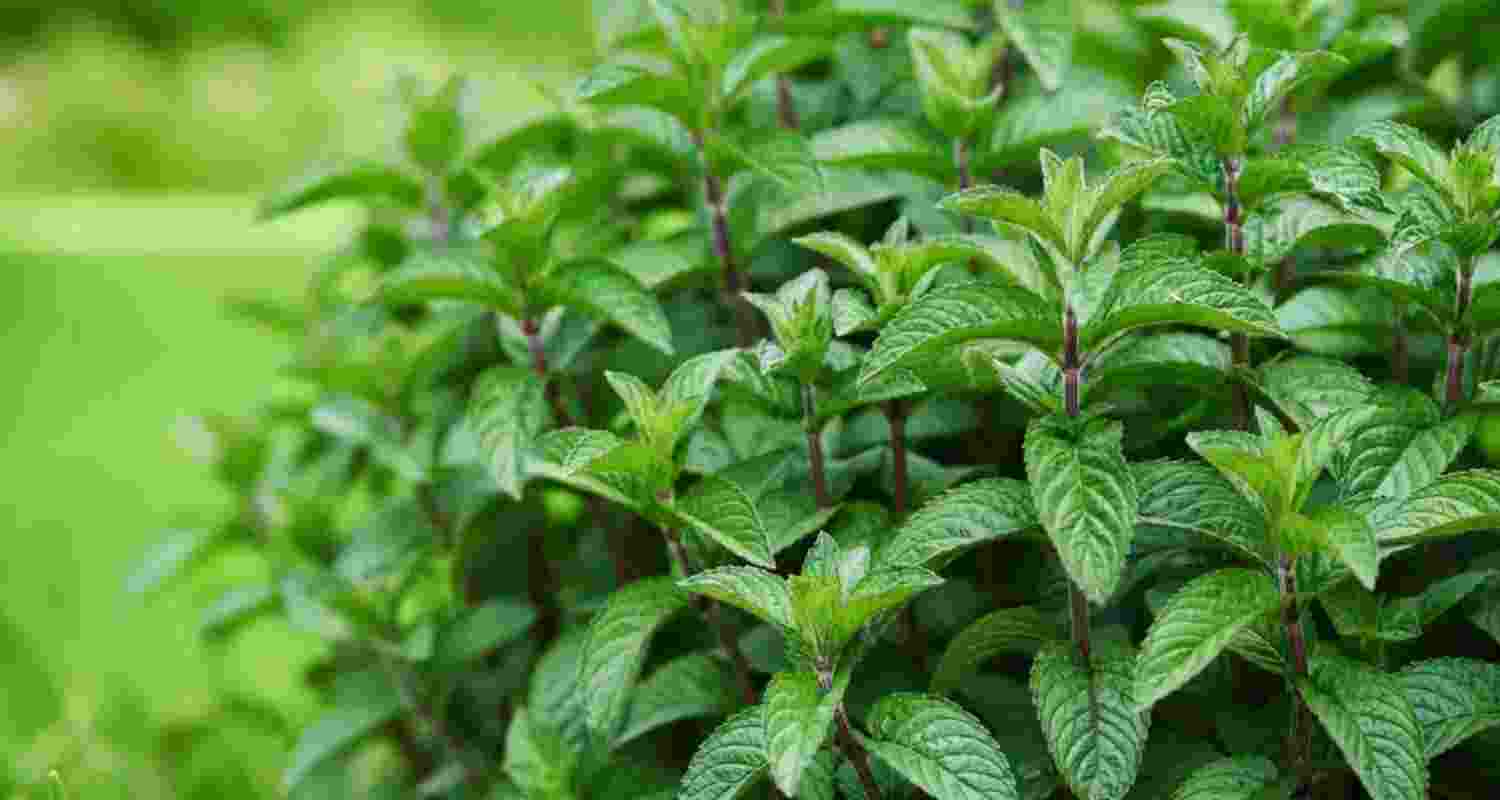 How mint pulls a ‘cold trick’ on your senses How mint pulls a ‘cold trick’ on your senses