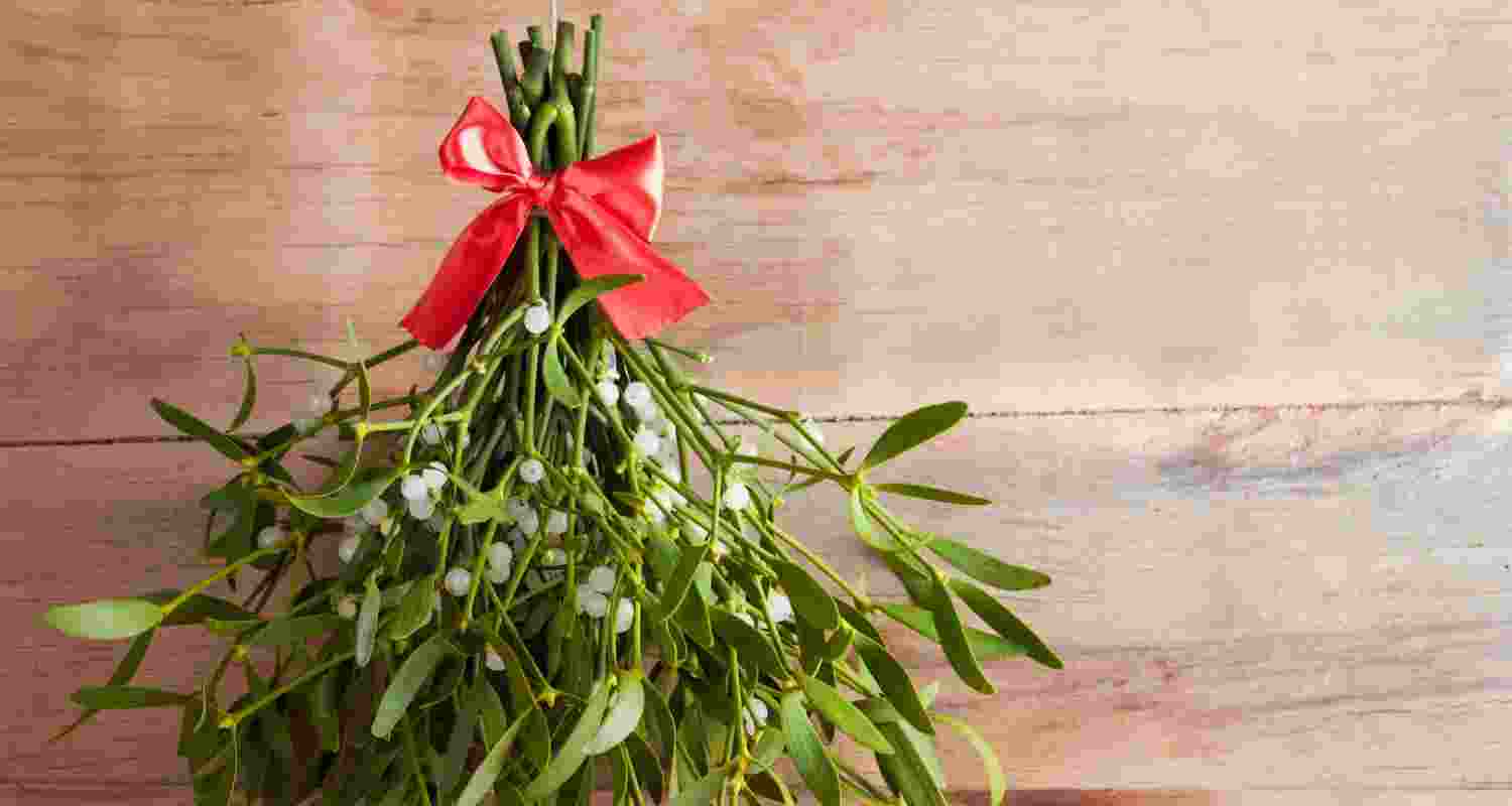 Mistletoe: A Christmas symbol with healing power Mistletoe: A Christmas symbol with healing power