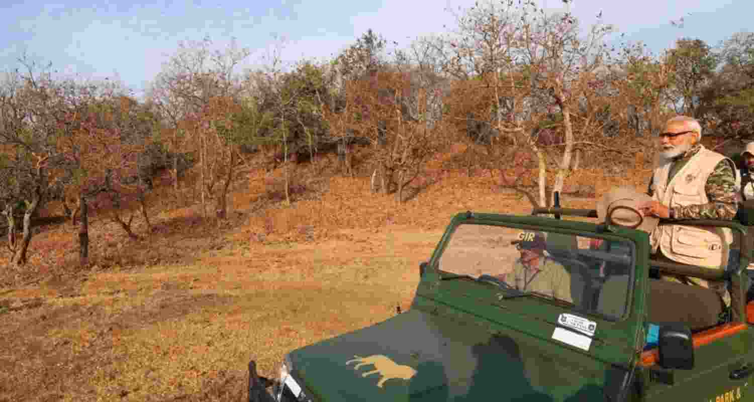 Prime Minister Narendra Modi during his lion safari at Gir Wildlife Sanctuary on World Wildlife Day on Monday. Prime Minister Narendra Modi during his lion safari at Gir Wildlife Sanctuary on World Wildlife Day on Monday.
