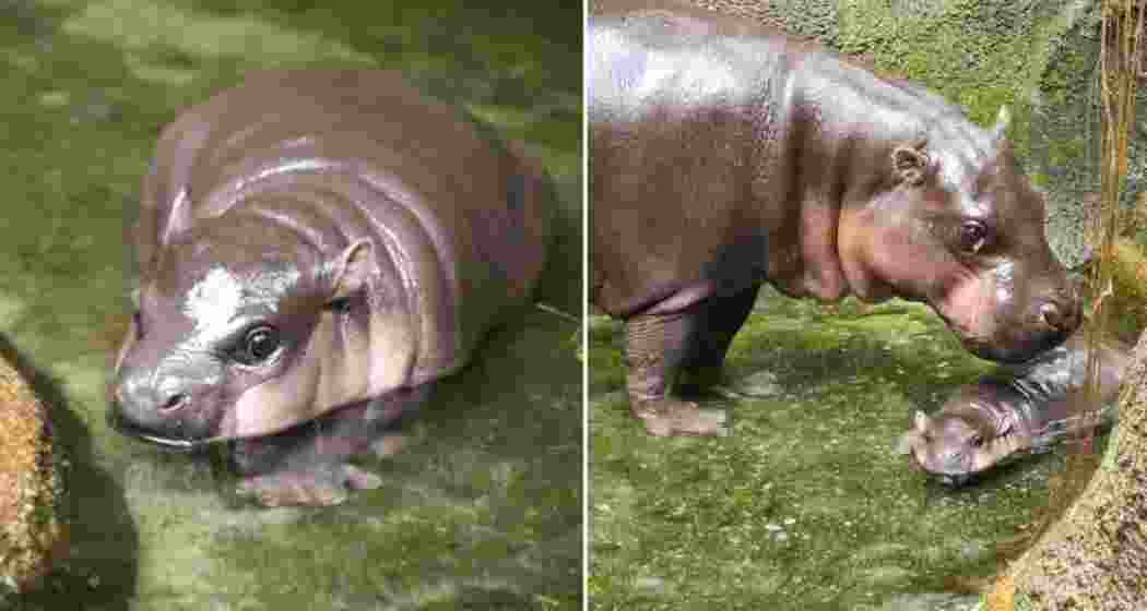 Pygmy hippo Moo Deng with her mother Jona. Pygmy hippo Moo Deng with her mother Jona.
