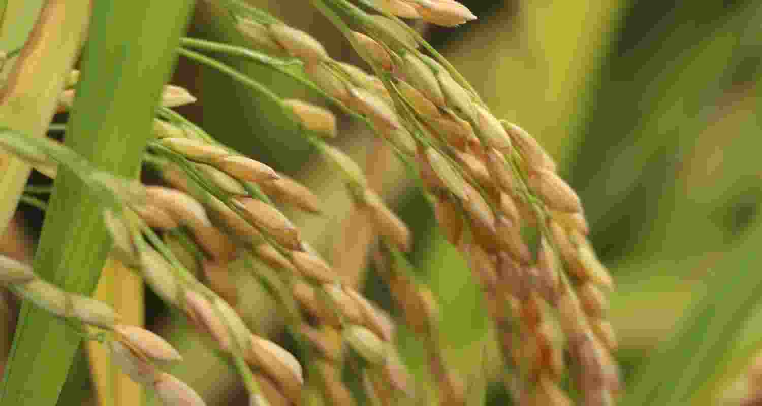 Punjab farmers continue to cultivate high-yield but environmentally harmful Pusa 44 paddy variety. Punjab farmers continue to cultivate high-yield but environmentally harmful Pusa 44 paddy variety.