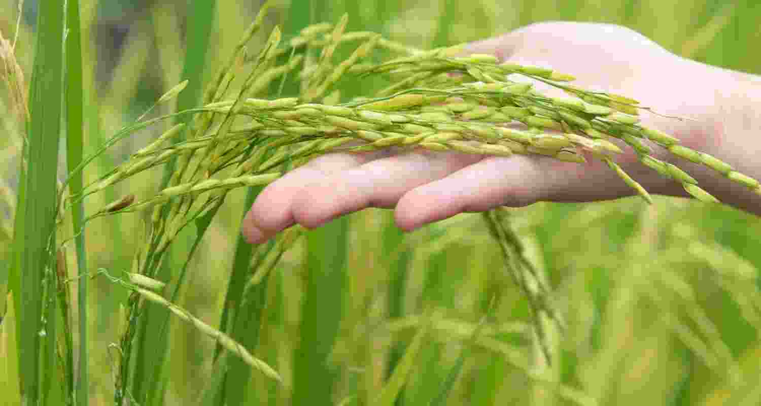 An image of a paddy field, with paddy rice crops. An image of a paddy field, with paddy rice crops.