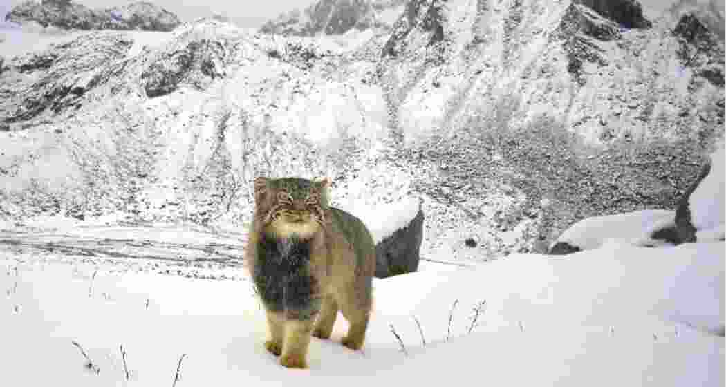 The elusive Pallas’s cat. The elusive Pallas’s cat.