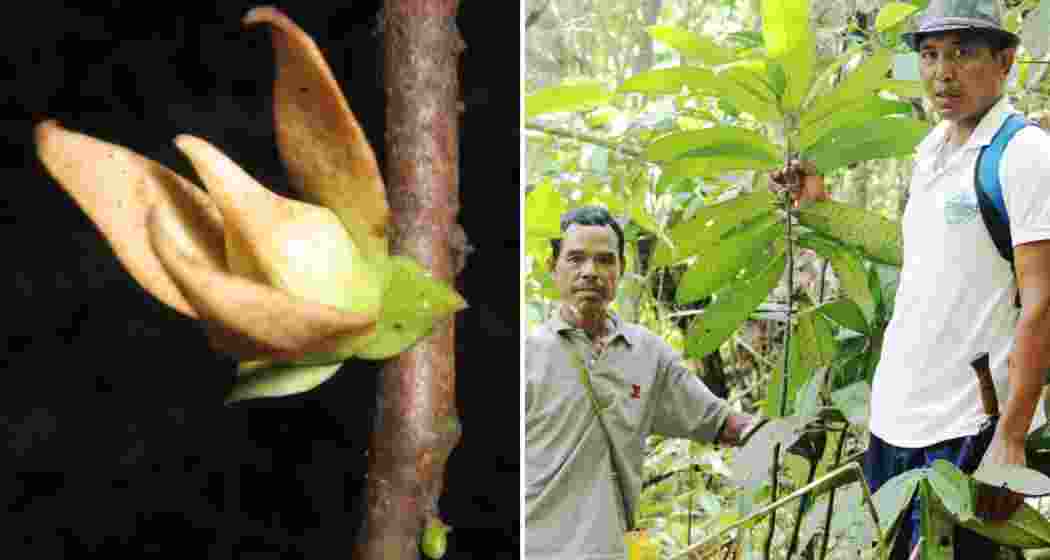 The endangered Goniothalamus simonsii, a rare plant native to Meghalaya’s forests, is now found to possess potent anticancer and antimicrobial properties, according to the first comprehensive scientific study. The endangered Goniothalamus simonsii, a rare plant native to Meghalaya’s forests, is now found to possess potent anticancer and antimicrobial properties, according to the first comprehensive scientific study.