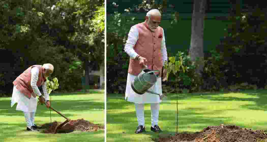 Prime Minister Narendra Modi plants a sindoor sapling at his residence on World Environment Day, honouring 1971 war heroines. Prime Minister Narendra Modi plants a sindoor sapling at his residence on World Environment Day, honouring 1971 war heroines.
