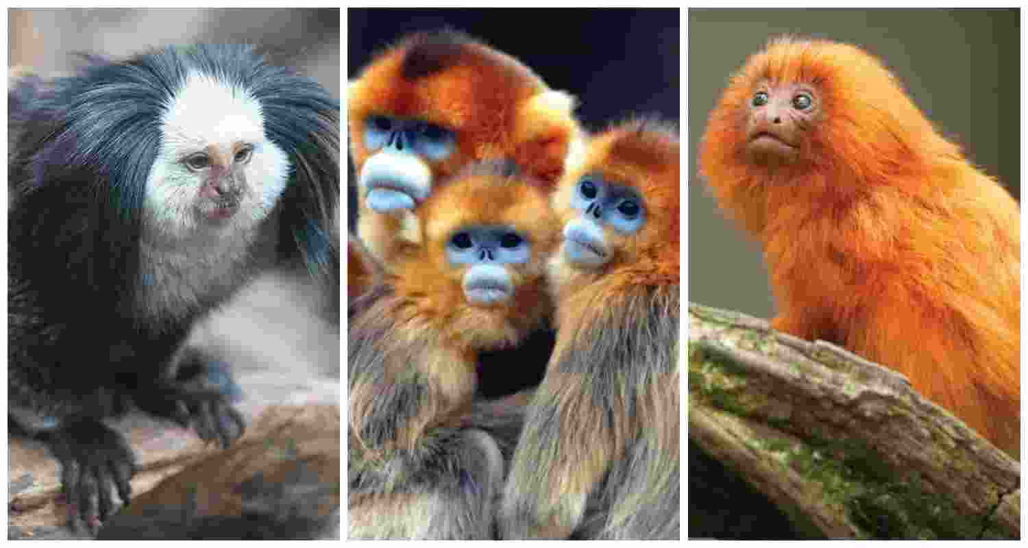 (From left to right) A geoffroy's marmoset, a Pigmy marmaoset, a golden lion marmoset. (From left to right) A geoffroy's marmoset, a Pigmy marmaoset, a golden lion marmoset.