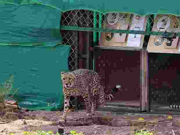 Kuno National Park reopens; Cheetah sightings remain sparse Kuno National Park reopens; Cheetah sightings remain sparse