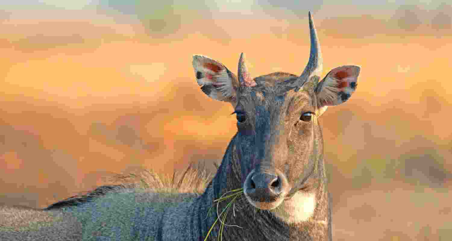 Two animals die in Delhi Zoo in 3 days, probe ordered Two animals die in Delhi Zoo in 3 days, probe ordered