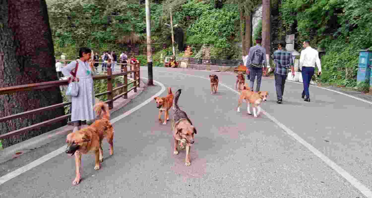 Representative image. Representative image.