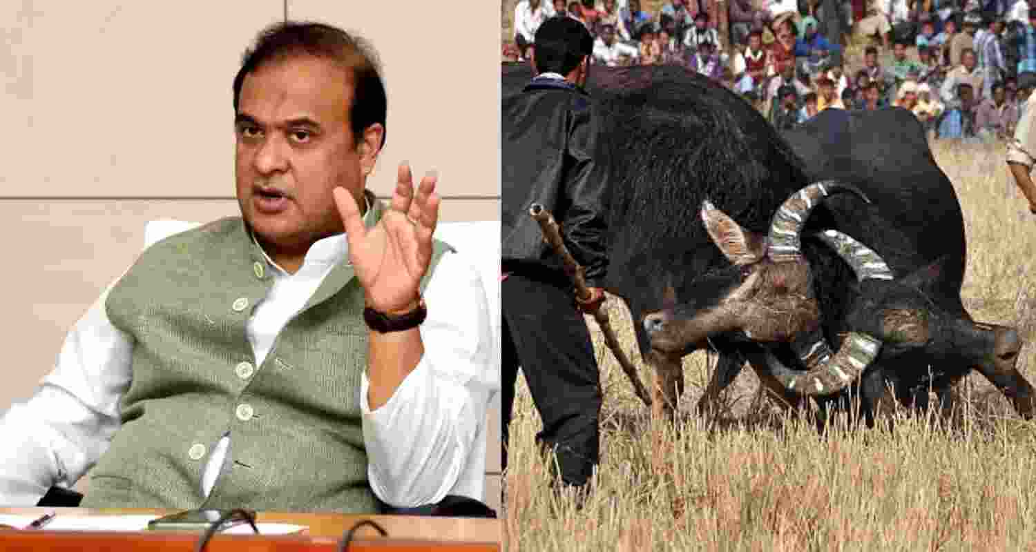 Assam to introduce law legalising buffalo fights Assam to introduce law legalising buffalo fights