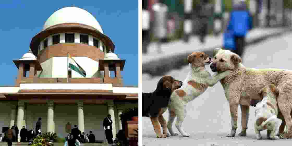 Stray dogs in a Delhi locality (R), are at the centre of a heated legal battle in the SC. Stray dogs in a Delhi locality (R), are at the centre of a heated legal battle in the SC.