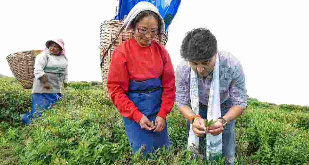 Union Minister Jyotiraditya Scindia plucks tea at Temi Tea Garden during his visit to Sikkim. Union Minister Jyotiraditya Scindia plucks tea at Temi Tea Garden during his visit to Sikkim.