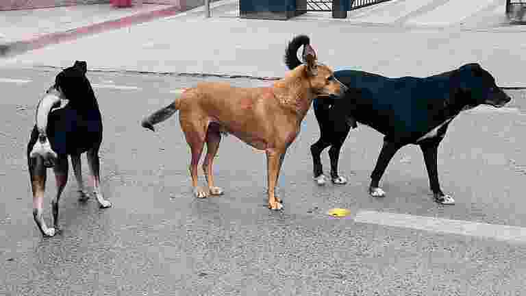 Stray dog menace: SC initiates suo moto cognisance Stray dog menace: SC initiates suo moto cognisance