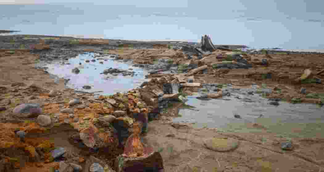 A whale skeleton exposed at the glacier’s edge on Wilczek Island. A whale skeleton exposed at the glacier’s edge on Wilczek Island.