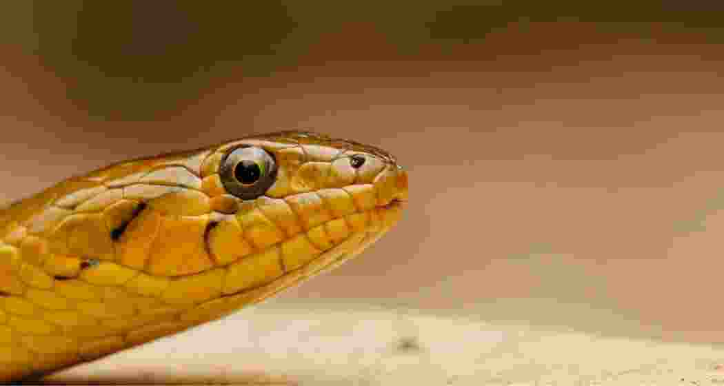 An albino Checkered Keelback. An albino Checkered Keelback.