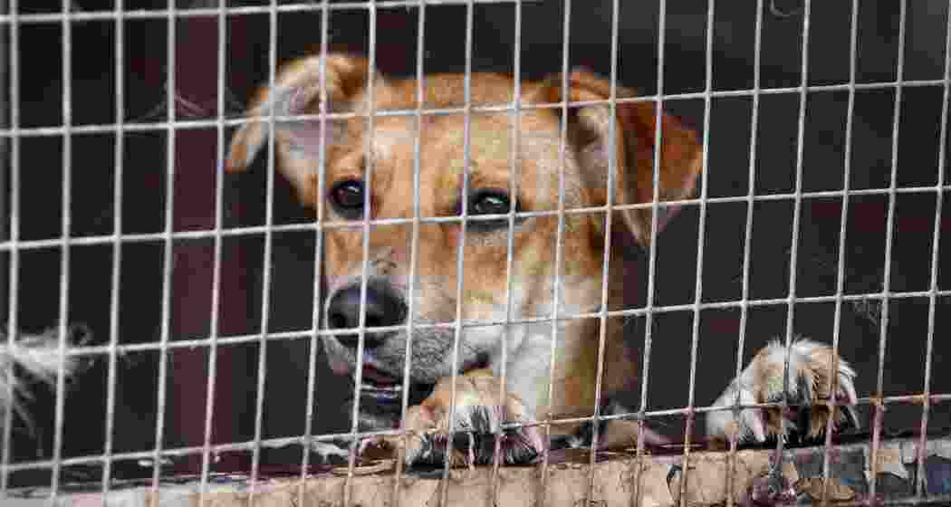 Representative image. Representative image.