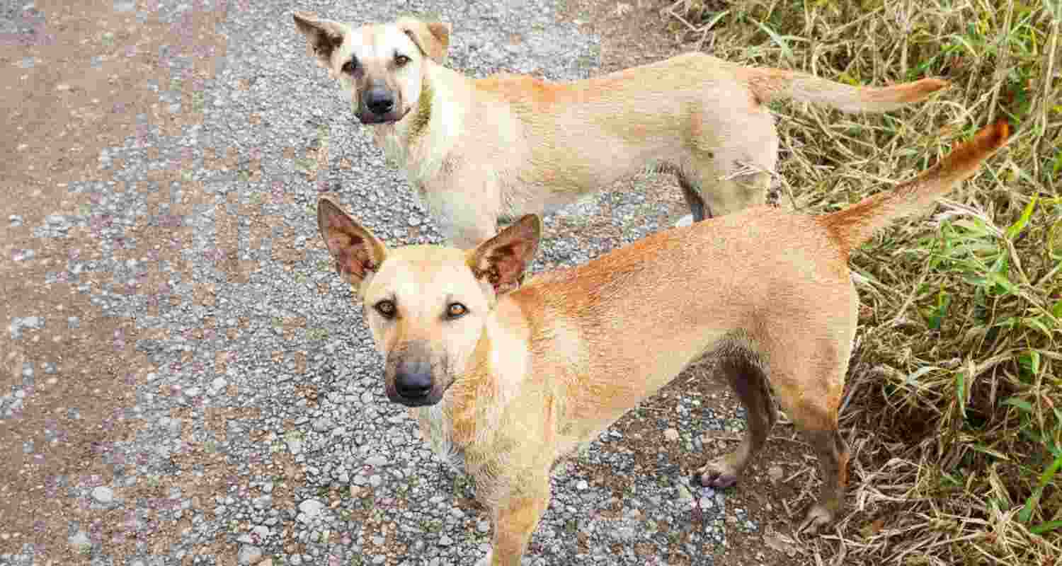 Hope there're no more Chhavis: Victim's aunt on stray dog verdict Hope there're no more Chhavis: Victim's aunt on stray dog verdict