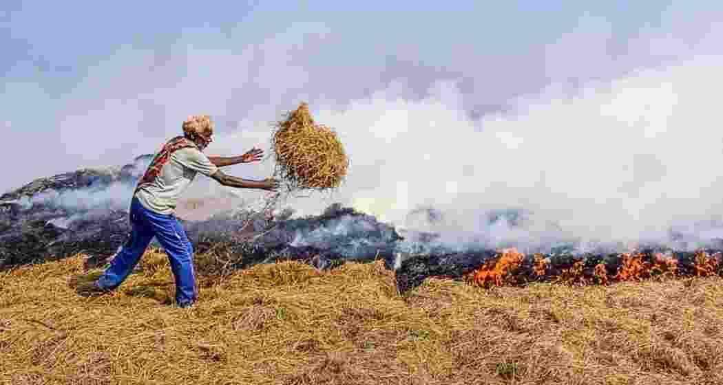 A farmer setting fire to crop stubble in a field. A farmer setting fire to crop stubble in a field.