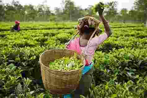 Tea exports from the country remained almost stagnant at 231.691 million kilograms during the calendar year 2023, according to the latest data from the Tea Board. Tea exports from the country remained almost stagnant at 231.691 million kilograms during the calendar year 2023, according to the latest data from the Tea Board.