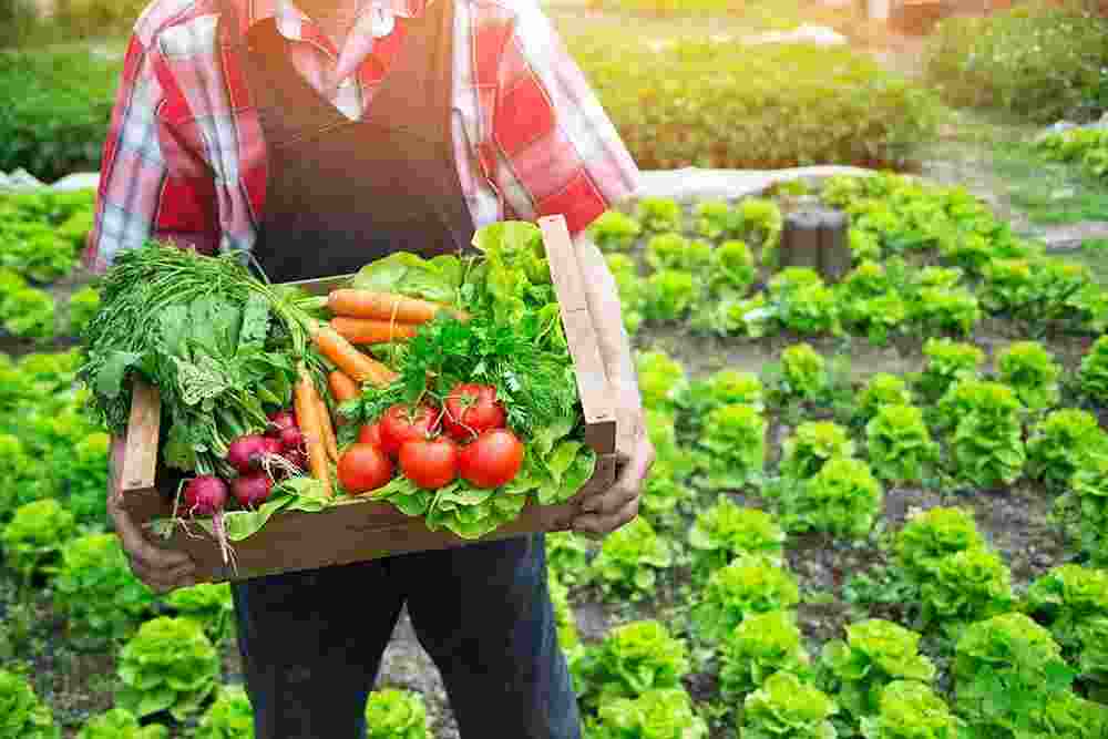 India signs $98 mn loan with ADB to boost horticulture India signs $98 mn loan with ADB to boost horticulture