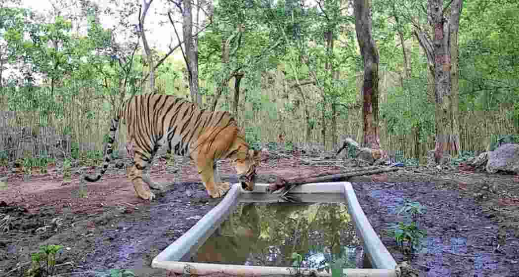 A five-year-old Royal Bengal tiger captured on a camera trap inside Ratan Mahal Wildlife Sanctuary, where officials say it has lived for nine months, marking the species’ return to Gujarat. A five-year-old Royal Bengal tiger captured on a camera trap inside Ratan Mahal Wildlife Sanctuary, where officials say it has lived for nine months, marking the species’ return to Gujarat.