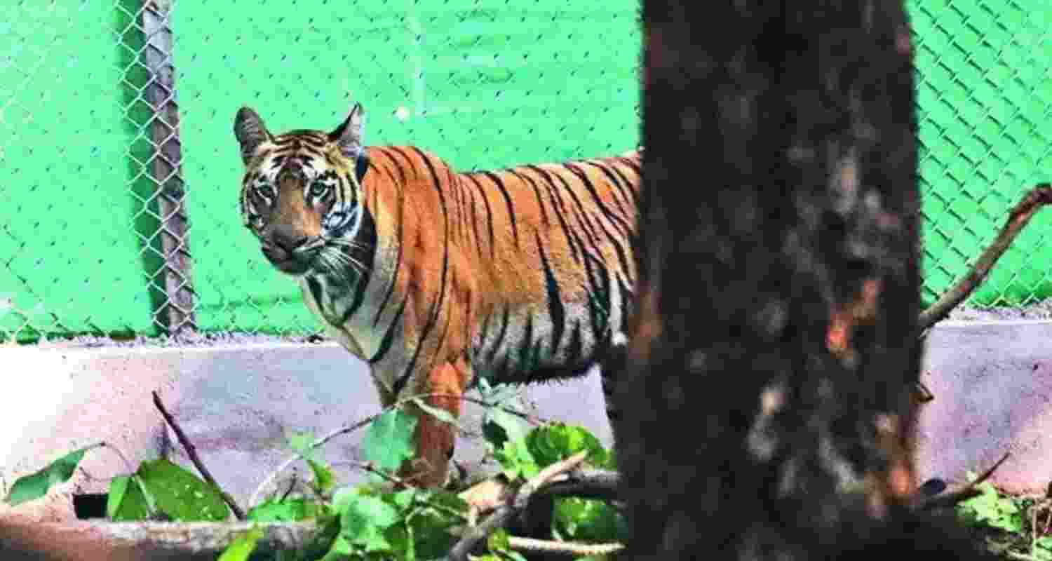 Tigress Zeenat. File photo. Tigress Zeenat. File photo.