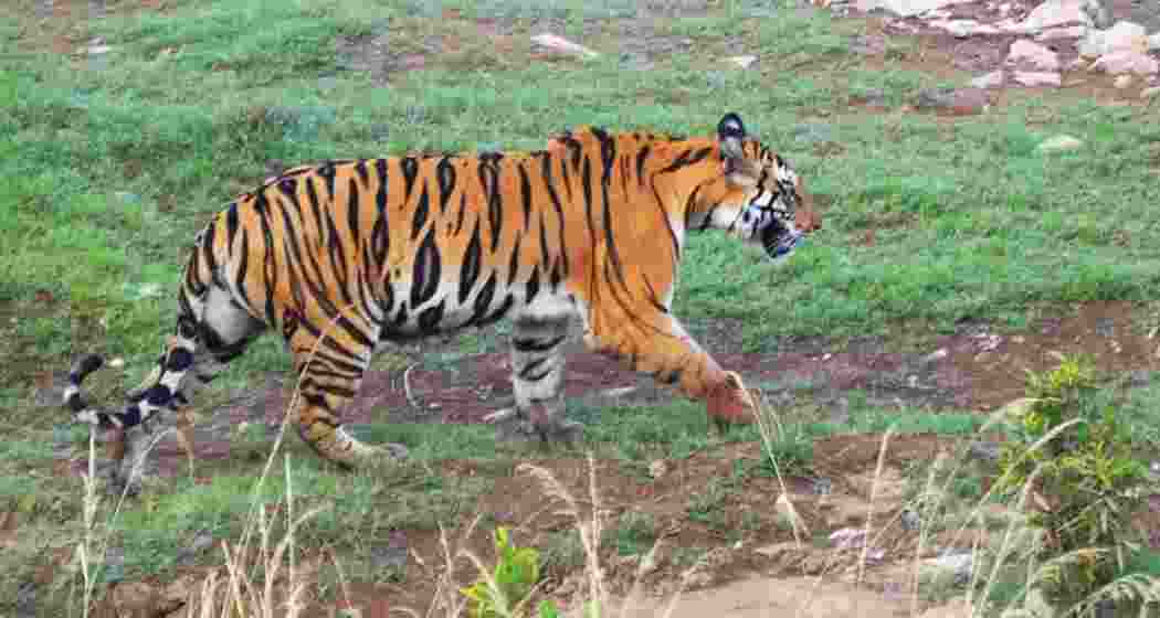 Madhav National Park becomes MP’s ninth Tiger reserve Madhav National Park becomes MP’s ninth Tiger reserve