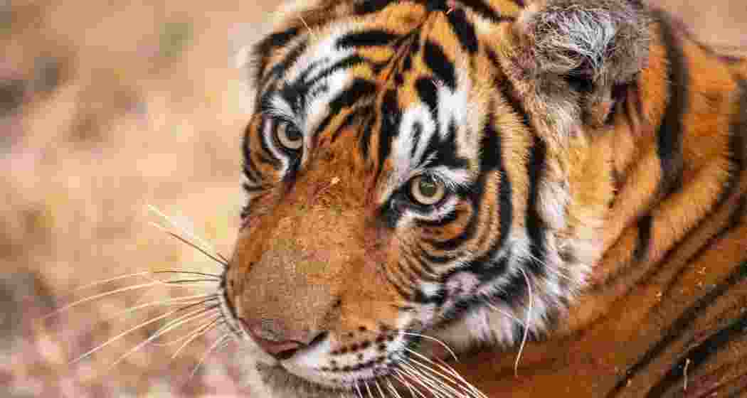 Representative Image. Representative Image.