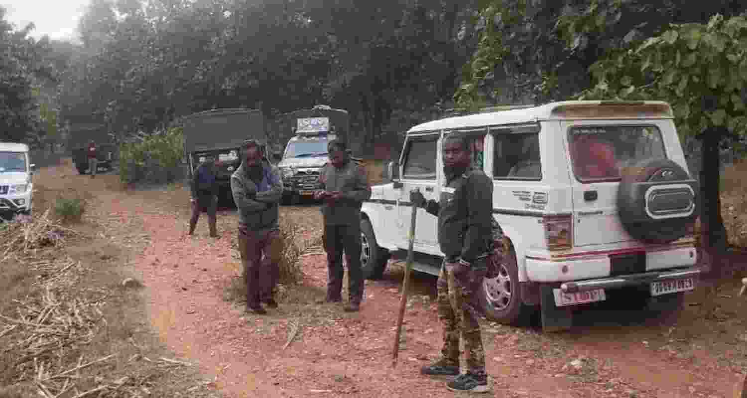 Bengal Forest teams struggle to capture Tigress Zeenat Bengal Forest teams struggle to capture Tigress Zeenat