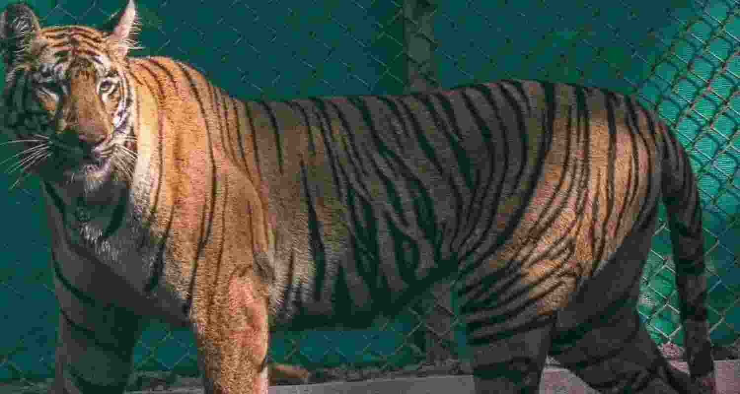 A representative image A representative image