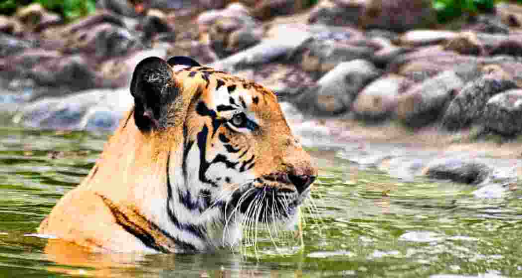 Representative image. Representative image.