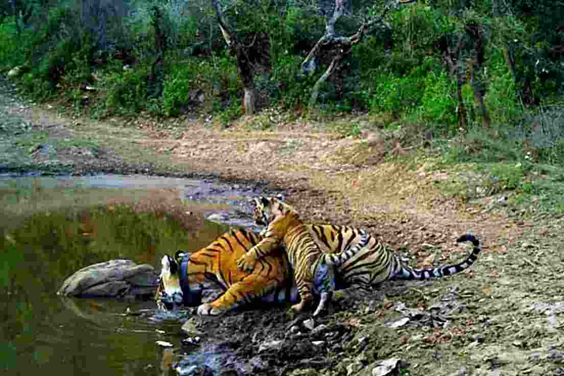Unchecked traffic, tourism harming Sariska Tiger Reserve wildlife: Report Unchecked traffic, tourism harming Sariska Tiger Reserve wildlife: Report
