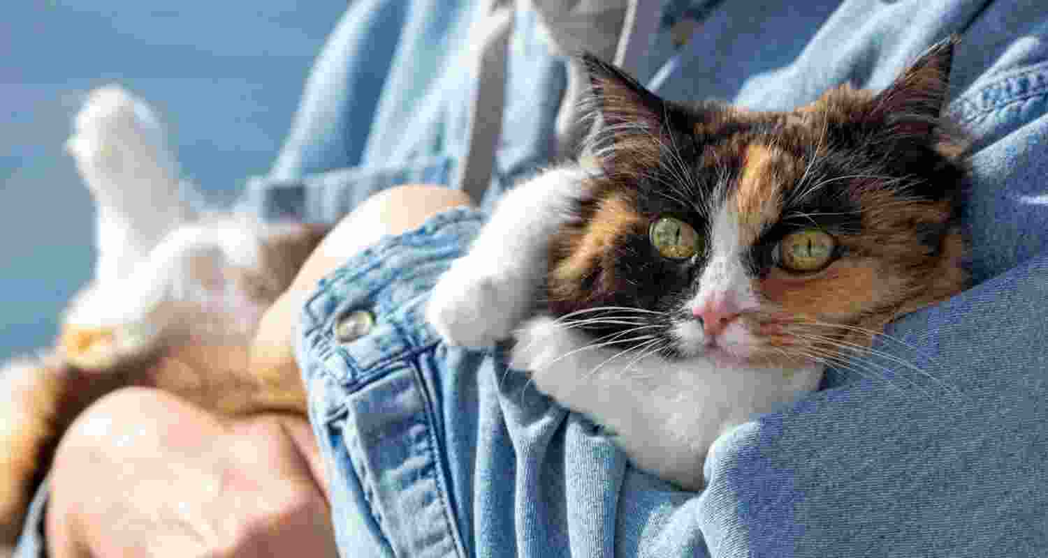 How dangerous is toxoplasmosis? How dangerous is toxoplasmosis?