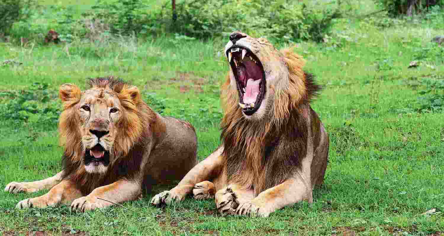 Lions now spread across 11 Gujarat districts. Lions now spread across 11 Gujarat districts.