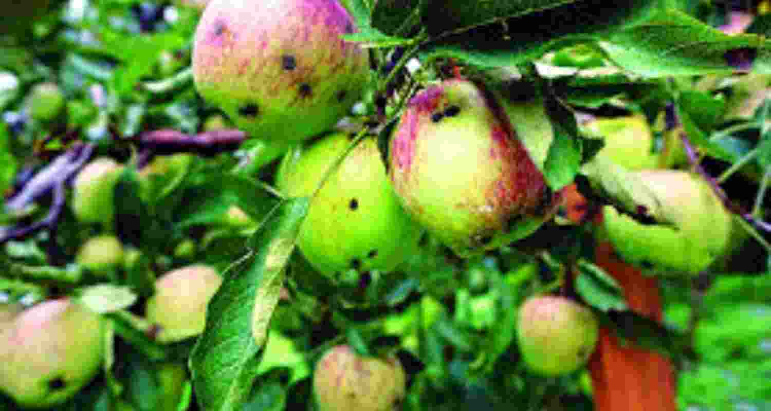 A mysterious disease has been spreading rapidly through the apple orchards of HP A mysterious disease has been spreading rapidly through the apple orchards of HP