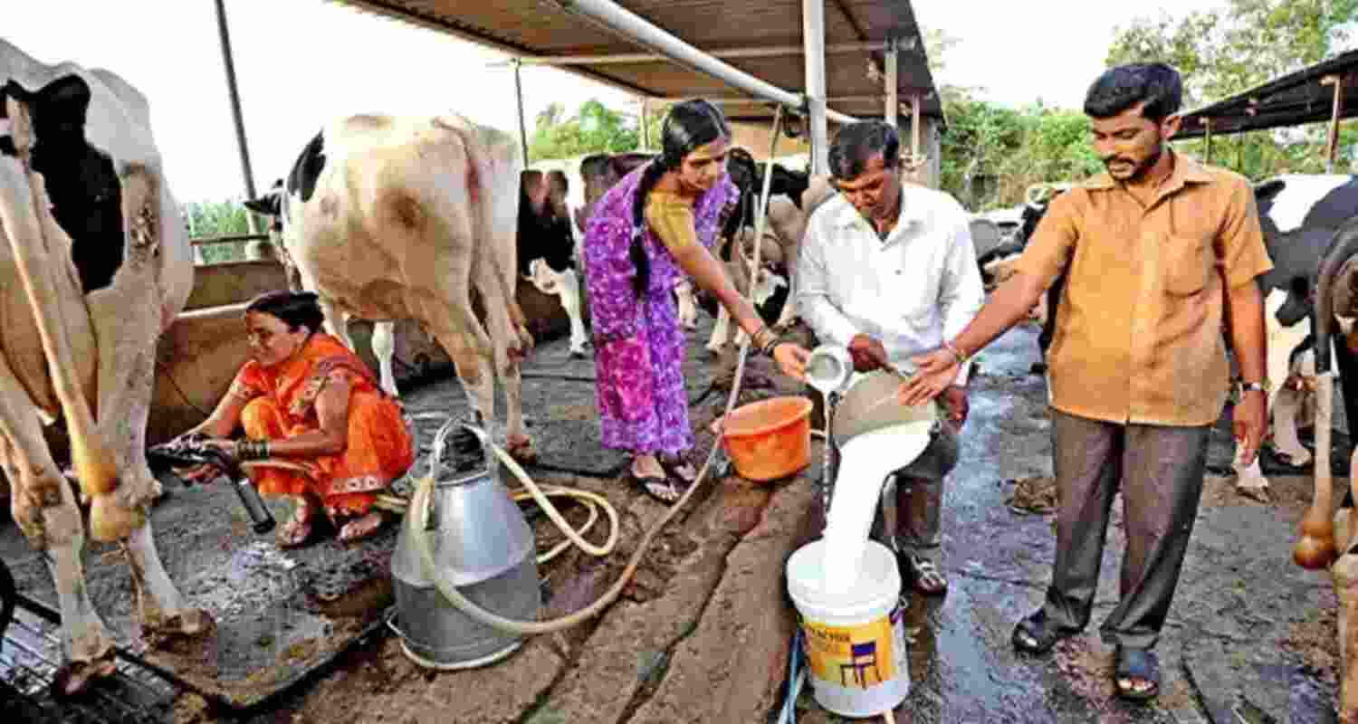 India’s milk output rises 63.5 pc under Rashtriya Gokul Mission. India’s milk output rises 63.5 pc under Rashtriya Gokul Mission.