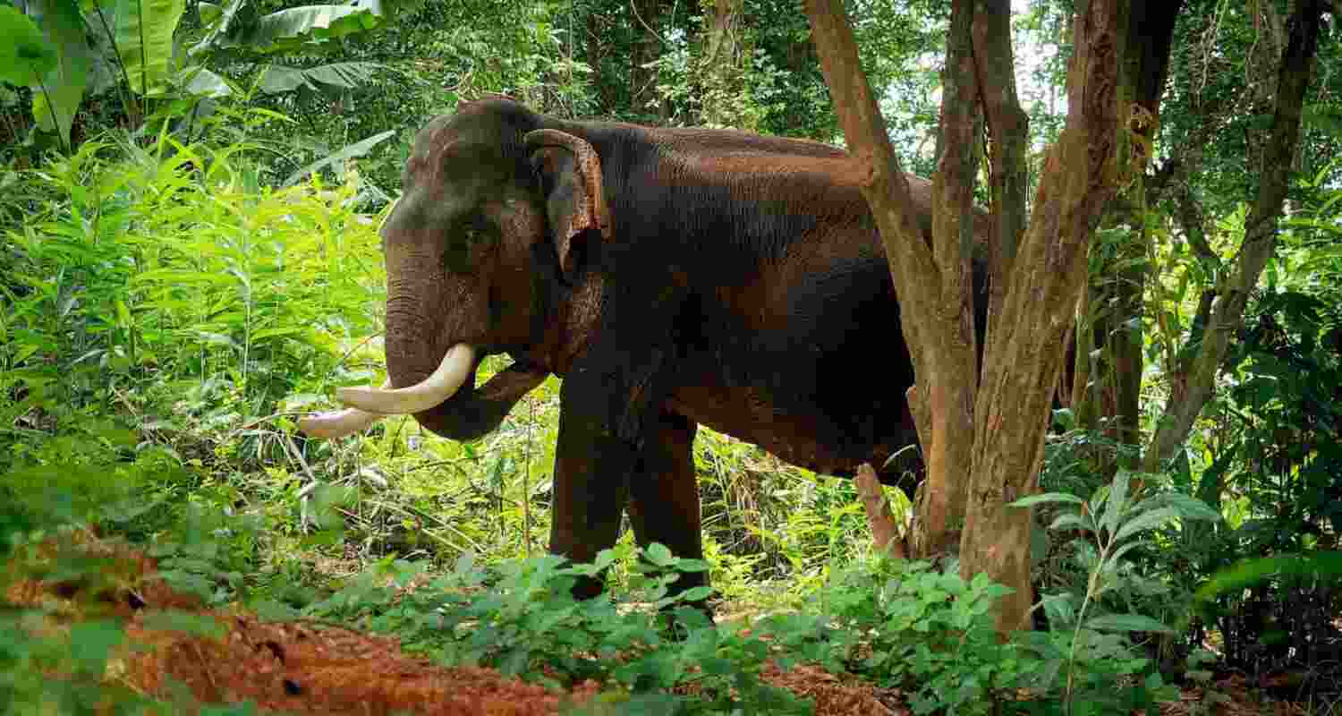 Chhattisgarh elephant attack claims two lives. Chhattisgarh elephant attack claims two lives.