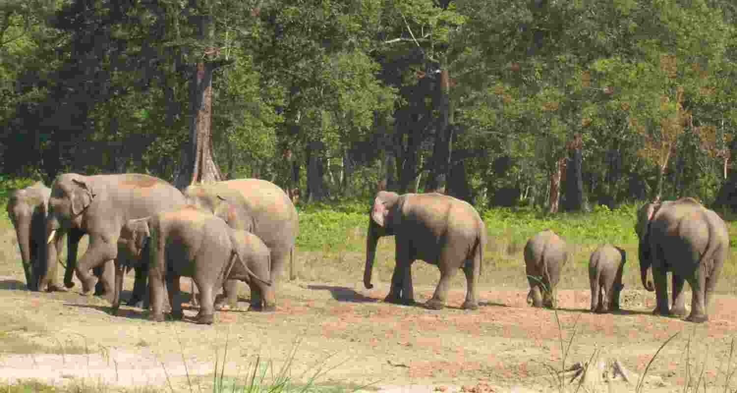 Lone elephant kills youths after herd chase. Image for representative use only. Lone elephant kills youths after herd chase. Image for representative use only.