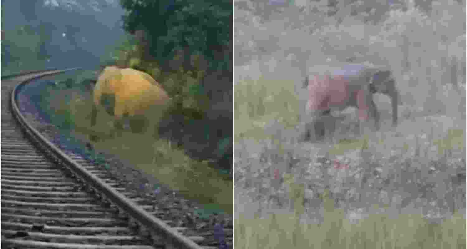 Wild elephant delivers baby beside Railway tracks in Jharkhand. Wild elephant delivers baby beside Railway tracks in Jharkhand.