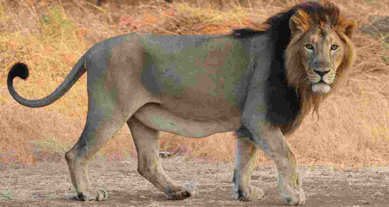 Roaring for a Cause on World Lion Day. Roaring for a Cause on World Lion Day.