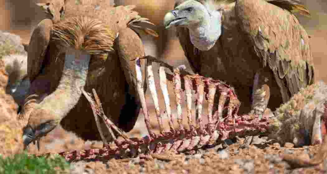 Image for representative use only. Image for representative use only.