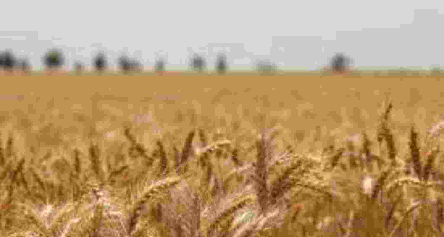 Stressing on the critical nature of issues such as food security and sustainable farming, Chaturvedi said agriculture represented not just an economic sector but a livelihood concern for millions of farmers in a populous, agrarian society like India Stressing on the critical nature of issues such as food security and sustainable farming, Chaturvedi said agriculture represented not just an economic sector but a livelihood concern for millions of farmers in a populous, agrarian society like India