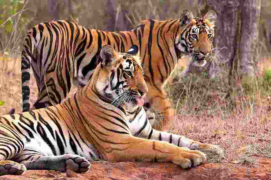 Uttarakhand agrees to translocate Tigers to Rajasthan, Odisha requests under review Uttarakhand agrees to translocate Tigers to Rajasthan, Odisha requests under review