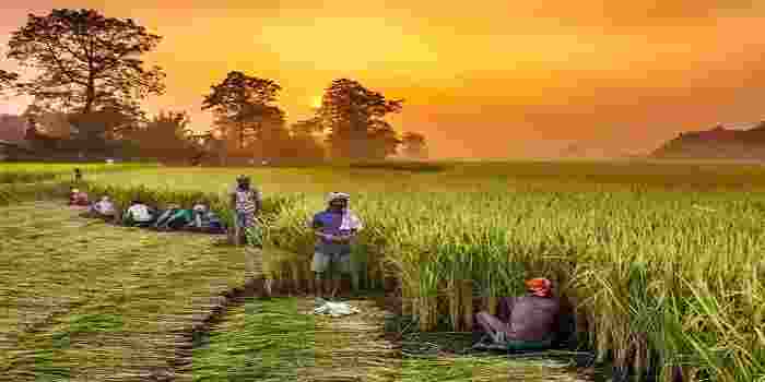 India faces WTO pressure on farm subsidies amid protests for minimum support prices India faces WTO pressure on farm subsidies amid protests for minimum support prices