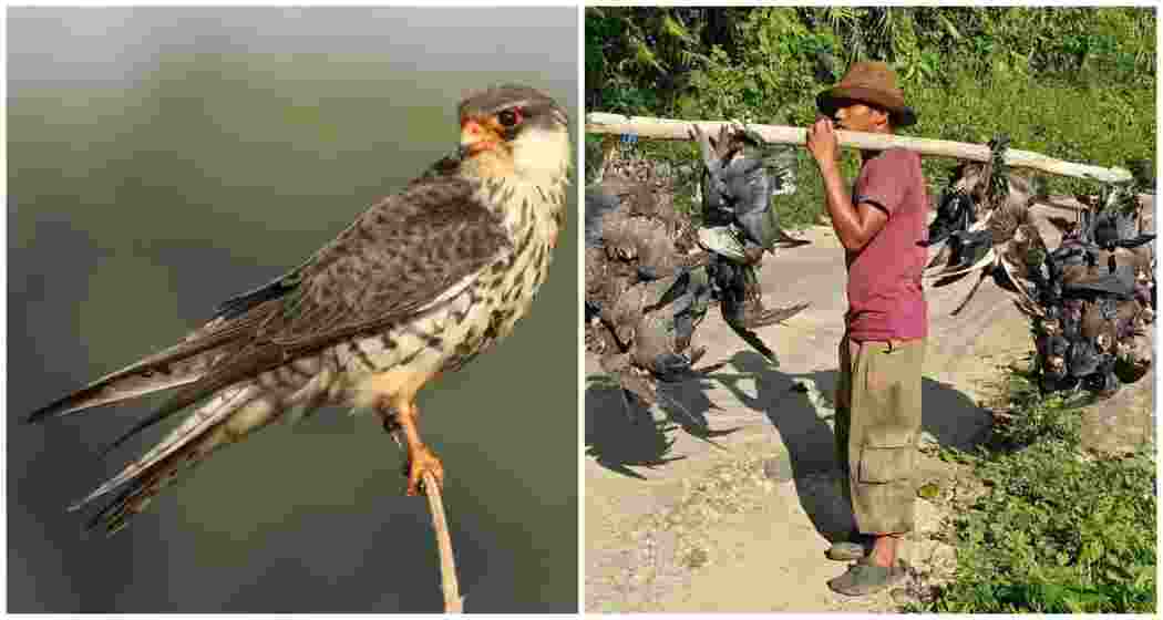 An Amur falcon (left) and a photograph depicting the alarming hunting of migratory birds in Manipur, highlighting the urgent need for conservation efforts to protect these vital species. An Amur falcon (left) and a photograph depicting the alarming hunting of migratory birds in Manipur, highlighting the urgent need for conservation efforts to protect these vital species.
