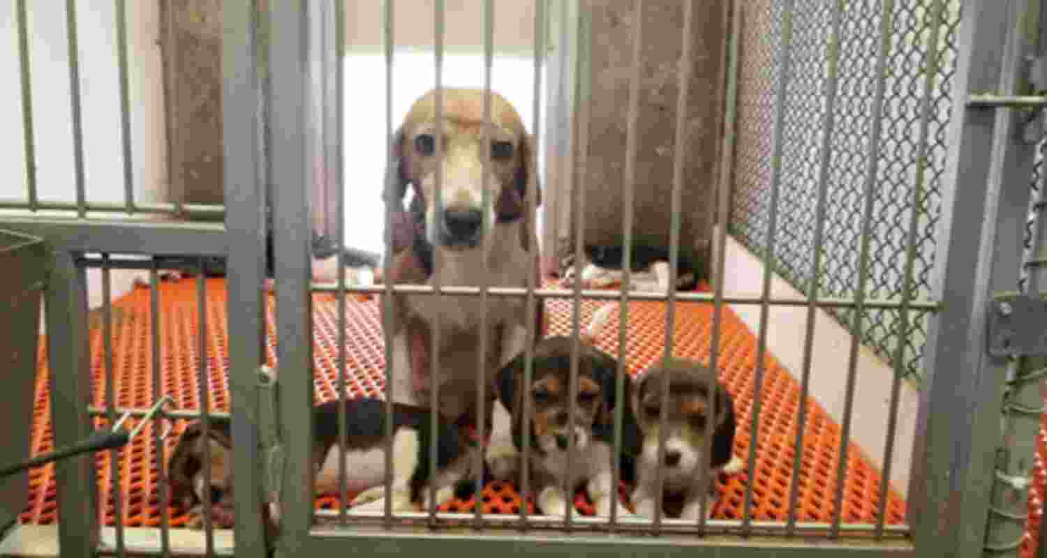 Telangana bio-lab under fire for animal cruelty Telangana bio-lab under fire for animal cruelty