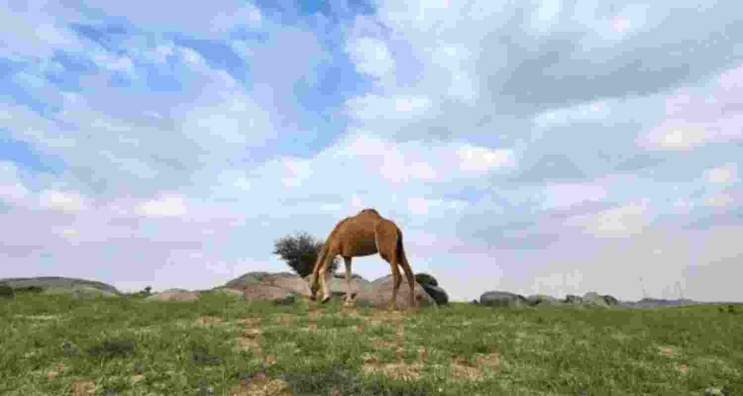 Excess water has transformed the arid landscape, fostering lush vegetation and creating a stark contrast in the western regions. The once barren terrain now flourishes against the backdrop of golden sands.  Excess water has transformed the arid landscape, fostering lush vegetation and creating a stark contrast in the western regions. The once barren terrain now flourishes against the backdrop of golden sands.