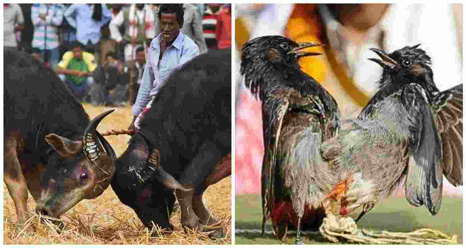 Historic Moh-Juj buffalo fights, now banned by Gauhati HC (L). Bulbul fights during Magh Bihu (R). Historic Moh-Juj buffalo fights, now banned by Gauhati HC (L). Bulbul fights during Magh Bihu (R).