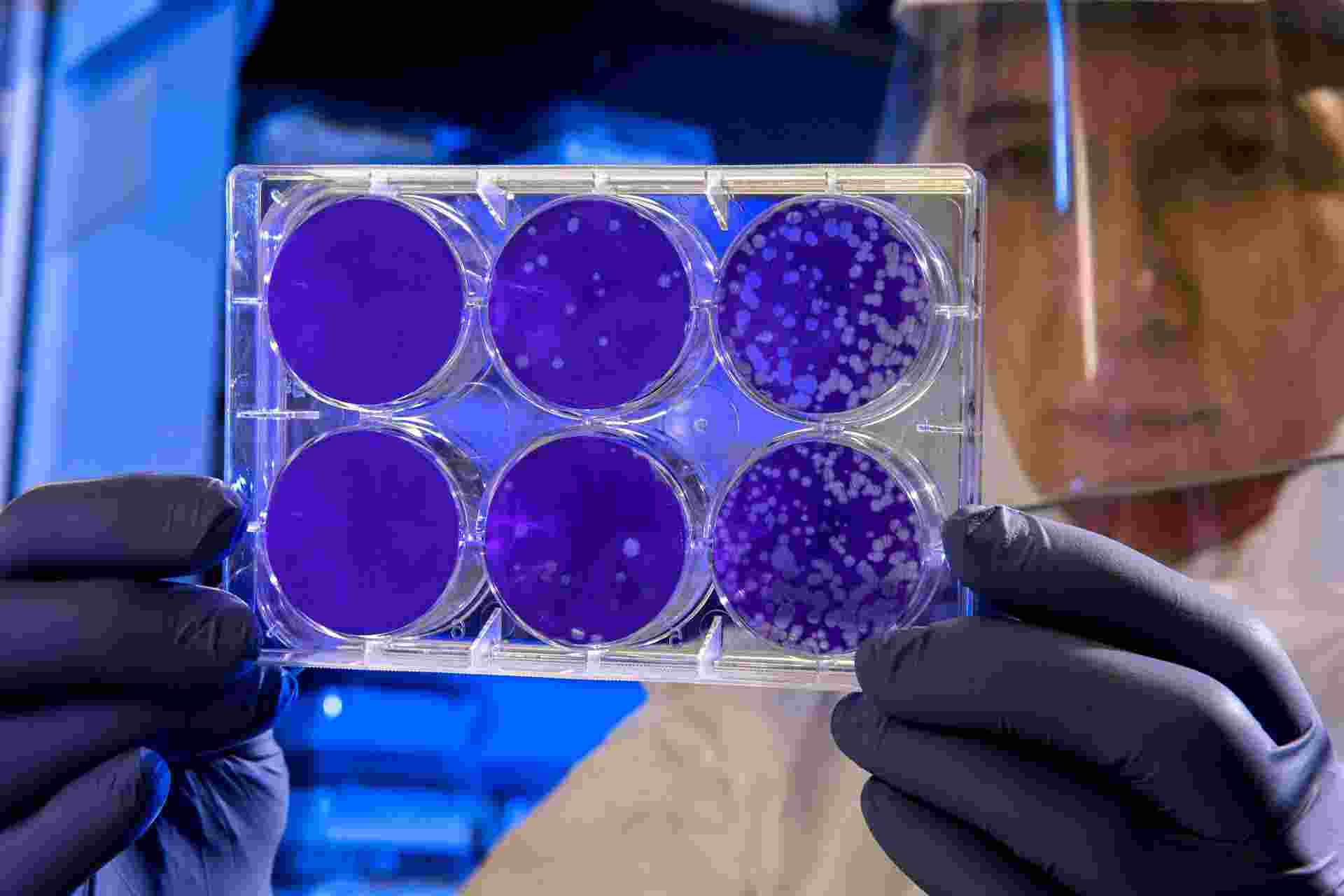 Life and death are traditionally viewed as opposites. But the emergence of new multicellular life-forms from the cells of a dead organism introduces a “third state” that lies beyond the traditional boundaries of life and death. Life and death are traditionally viewed as opposites. But the emergence of new multicellular life-forms from the cells of a dead organism introduces a “third state” that lies beyond the traditional boundaries of life and death.
